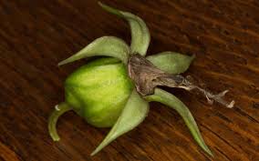 Attēlu rezultāti vaicājumam “Campanula latifolia fruit”