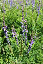 Attēlu rezultāti vaicājumam “Galega orientalis”