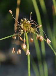 Attēlu rezultāti vaicājumam “Allium oleraceum bud”