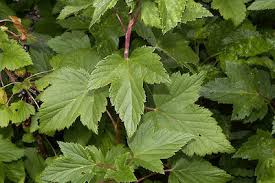 Attēlu rezultāti vaicājumam “Ribes nigrum leaf”