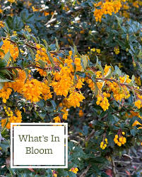 Attēlu rezultāti vaicājumam “Berberidaceae”