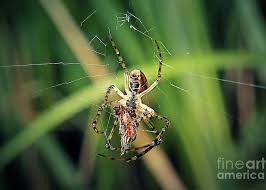 Attēlu rezultāti vaicājumam “Metellina segmentata”