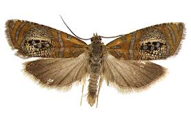 Attēlu rezultāti vaicājumam “Tortricidae”