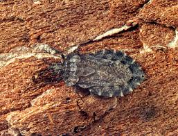 Attēlu rezultāti vaicājumam “Aradus betulae”