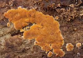 Attēlu rezultāti vaicājumam “Ceriporia excelsa”