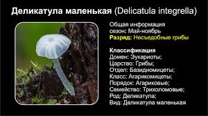 Attēlu rezultāti vaicājumam “Delicatula integrella”