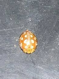 Attēlu rezultāti vaicājumam “Calvia decemguttata larva”