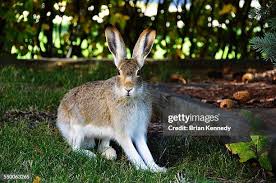 Attēlu rezultāti vaicājumam “Lepus sp.”