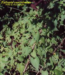 Attēlu rezultāti vaicājumam “Fallopia convolvulus”