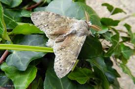 Attēlu rezultāti vaicājumam “Stauropus fagi”