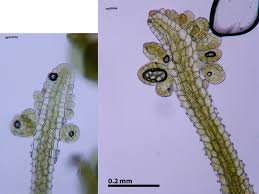 Attēlu rezultāti vaicājumam “Metzgeria violacea”