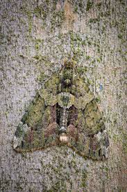 Attēlu rezultāti vaicājumam “Chloroclysta siterata”