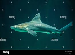 Image result for Carcharhinus plumbeus
