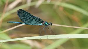 Attēlu rezultāti vaicājumam “Calopteryx virgo male”
