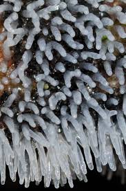 Attēlu rezultāti vaicājumam “Ceratiomyxa morchella”