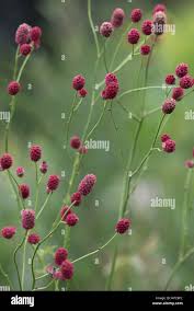 Attēlu rezultāti vaicājumam “Sanguisorba officinalis bud”