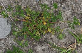 Attēlu rezultāti vaicājumam “Potentilla supina flower”