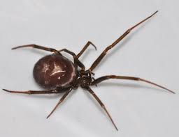 Attēlu rezultāti vaicājumam “Steatoda grossa”