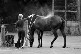 Image result for Taunton Vale Polo Club