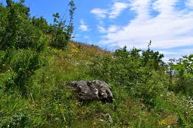 Attēlu rezultāti vaicājumam “Heteropterus morpheus upperside”