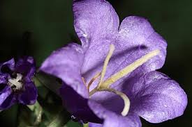 Image result for Campanula affinis