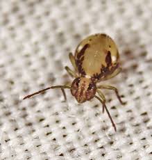 Attēlu rezultāti vaicājumam “Symphypleona”