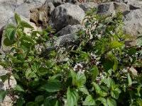 Attēlu rezultāti vaicājumam “Mentha x verticillata”