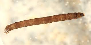 Attēlu rezultāti vaicājumam “Tipulidae larva”