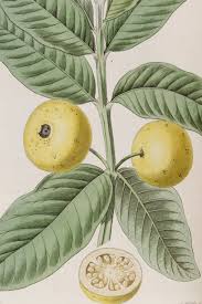 Attēlu rezultāti vaicājumam “Poa angustifolia fruit”