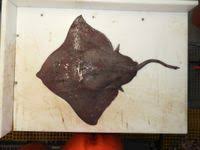 Image result for Amblyraja hyperborea