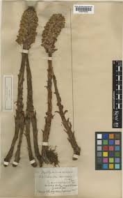 Attēlu rezultāti vaicājumam “Orobanche coerulescens bud”