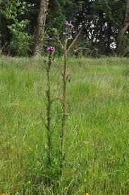 Attēlu rezultāti vaicājumam “Cirsium palustre”
