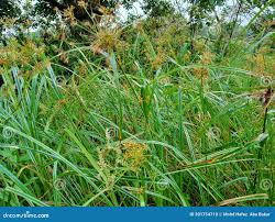 Attēlu rezultāti vaicājumam “Cyperaceae”