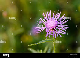 Attēlu rezultāti vaicājumam “Centaurea phrygia bud”