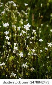 Attēlu rezultāti vaicājumam “Linum catharticum fruit”