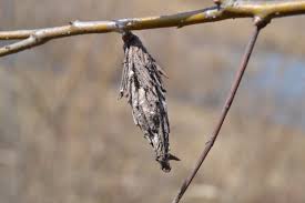 Attēlu rezultāti vaicājumam “Psychidae”