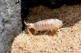 Attēlu rezultāti vaicājumam “Talitrus saltator”