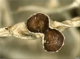 Attēlu rezultāti vaicājumam “Evernia divaricata”