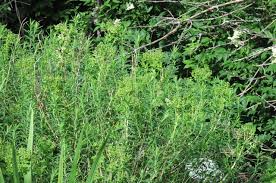 Attēlu rezultāti vaicājumam “Euphorbia palustris”