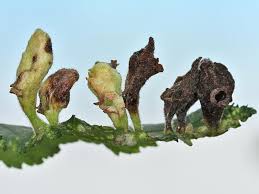 Attēlu rezultāti vaicājumam “Tetraneura ulmi”