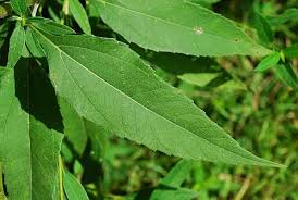 Attēlu rezultāti vaicājumam “Helianthus tuberosus”