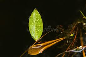 Attēlu rezultāti vaicājumam “Potamogeton praelongus leaf”