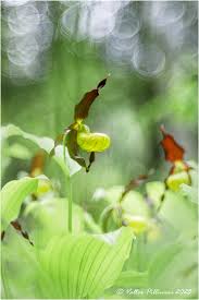 Attēlu rezultāti vaicājumam “Cypripedium calceolus leaf”
