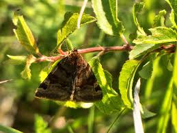 Attēlu rezultāti vaicājumam “Euclidia glyphica”