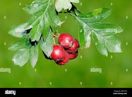 Attēlu rezultāti vaicājumam “Crataegus monogyna fruit”