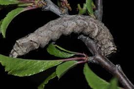 Attēlu rezultāti vaicājumam “Allophyes oxyacanthae”