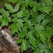 Attēlu rezultāti vaicājumam “Actaea spicata leaf”