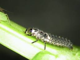 Attēlu rezultāti vaicājumam “Adalia bipunctata larva”