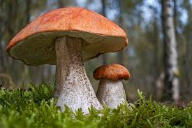 Attēlu rezultāti vaicājumam “Leccinum aurantiacum”