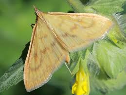 Attēlu rezultāti vaicājumam “Paratalanta hyalinalis”